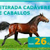 UNA ASEGURADORA LANZA UNA OFERTA PARA RECOGER CABALLOS MUERTOS EN EL ROCÍO