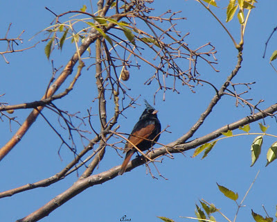 "Crested Bunting - Emberiza lathami, perched on a branch>"