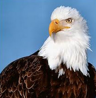 اسم يطلق على كل طير يصطاد ليأكل اسم يطلق على كل طير يصطاد ليأكل