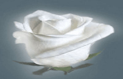 Kumpulan Puisi Bunga Mawar Putih Yang Indah Sekali