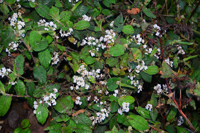 Persicaria chinensis Persicaria chinensis