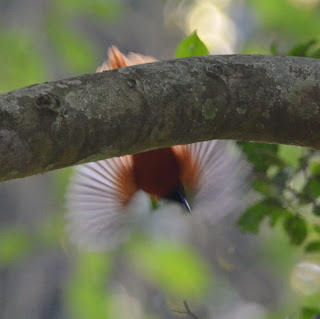 Red-Bellied Paradise-Flycatcher, Terpsiphone rufiventer