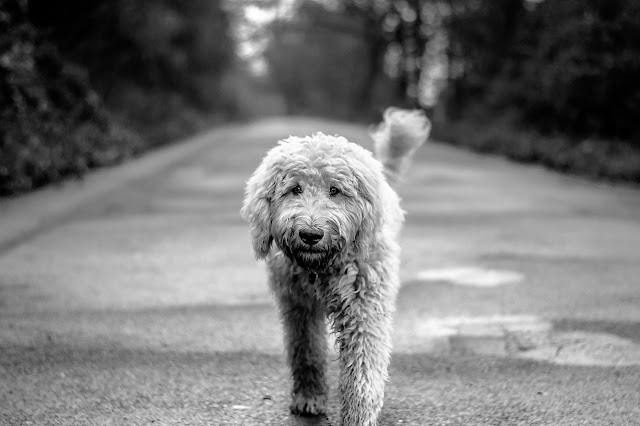 "Bad dog?" The psychology and important of positive reinforcement. Photo shows GoldenDoodle.
