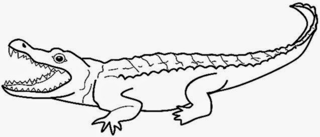 Crocodile Preschool Coloring Sheets 3