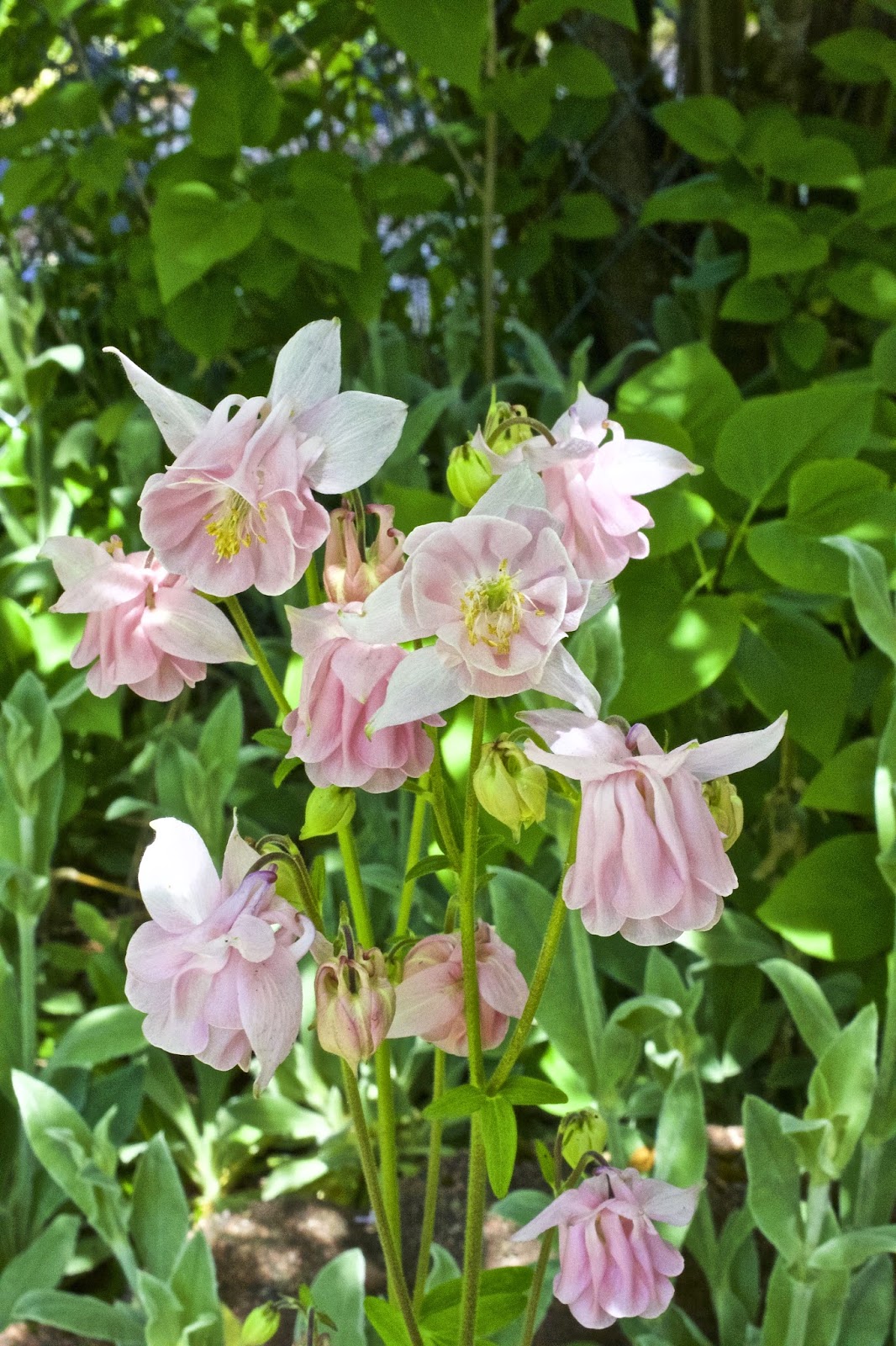 Shoreline Area News: Photo: Pink Columbine