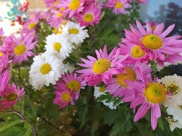 Crisantemo (Chrysanthemum L.).