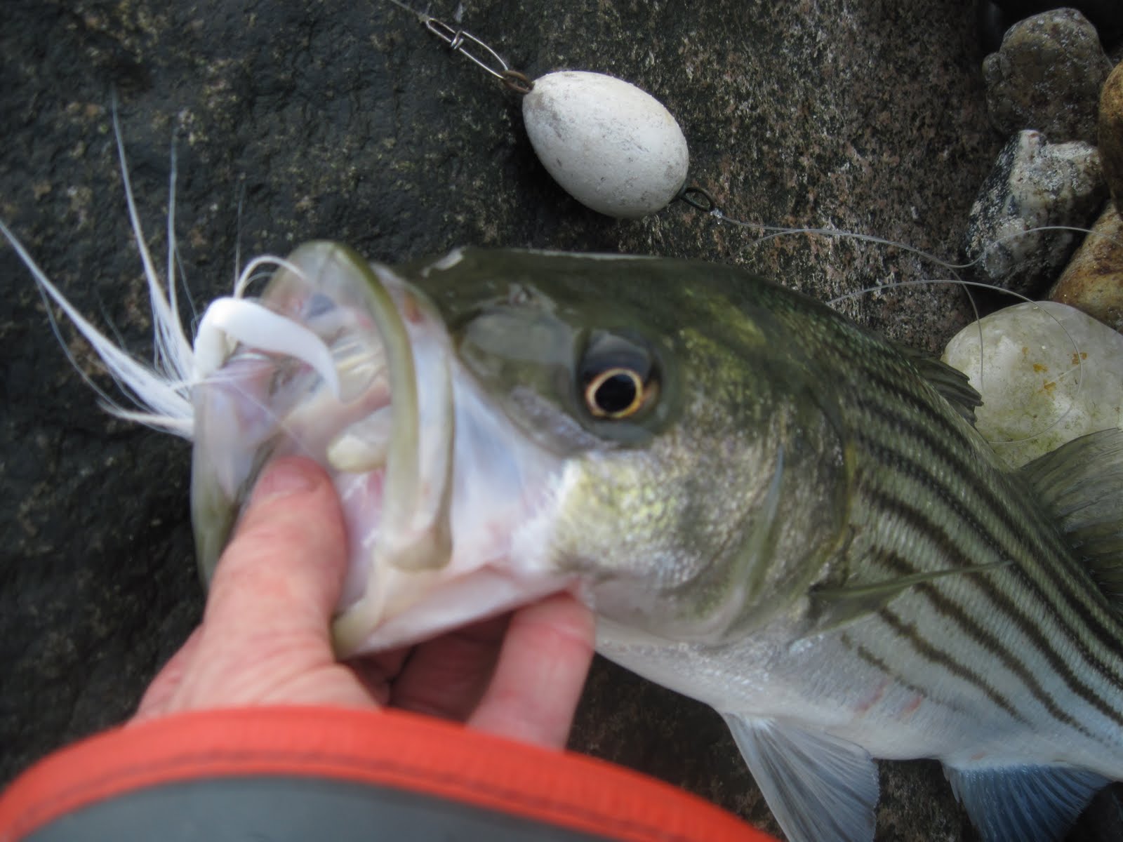 Rhode Island Striped Bass: Float and Jig Rules White Water for Schoolies