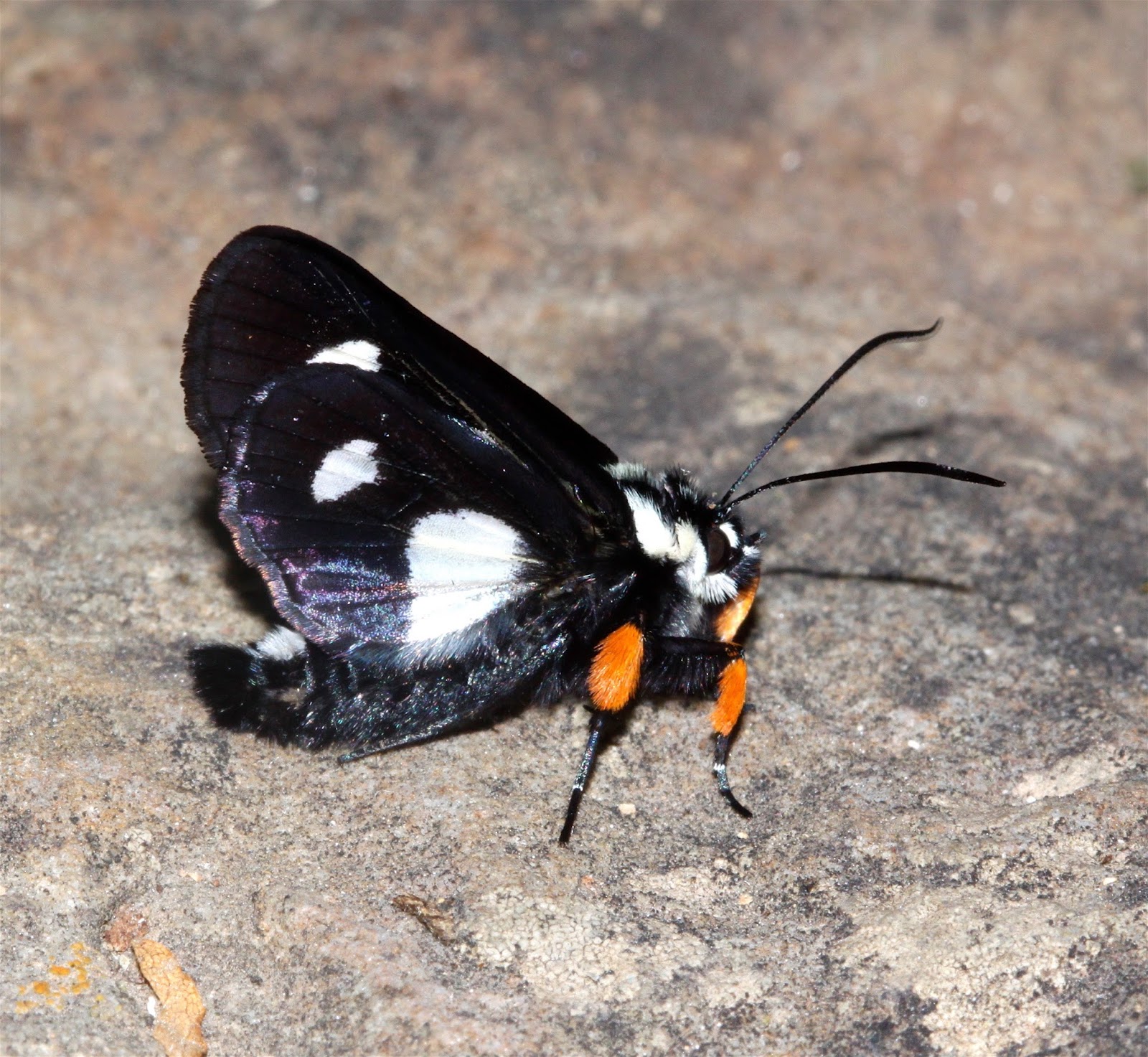 Sweating the Small Stuff 100 Common Insects of Arkansas and the