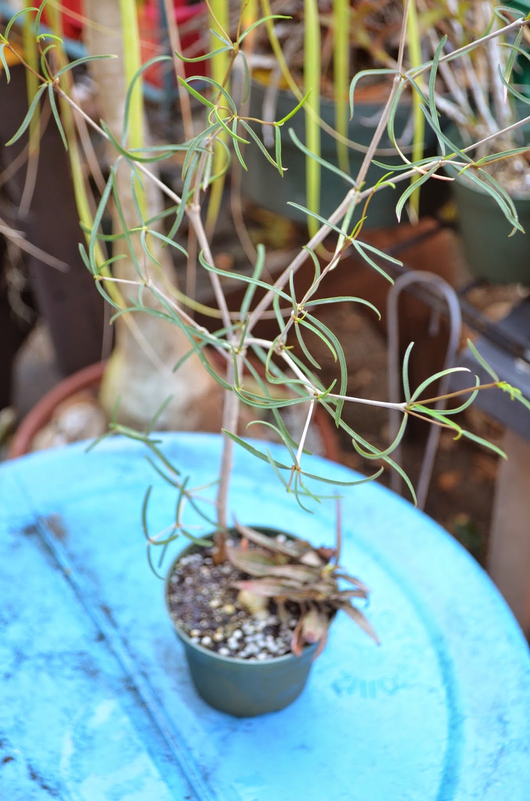 Succulent Bromeliads and others Tropiflora's 15th Spring Festival