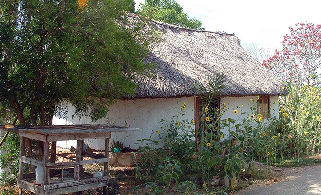 Saberes para amarrar la casa maya de huano serían patrimonio cultural