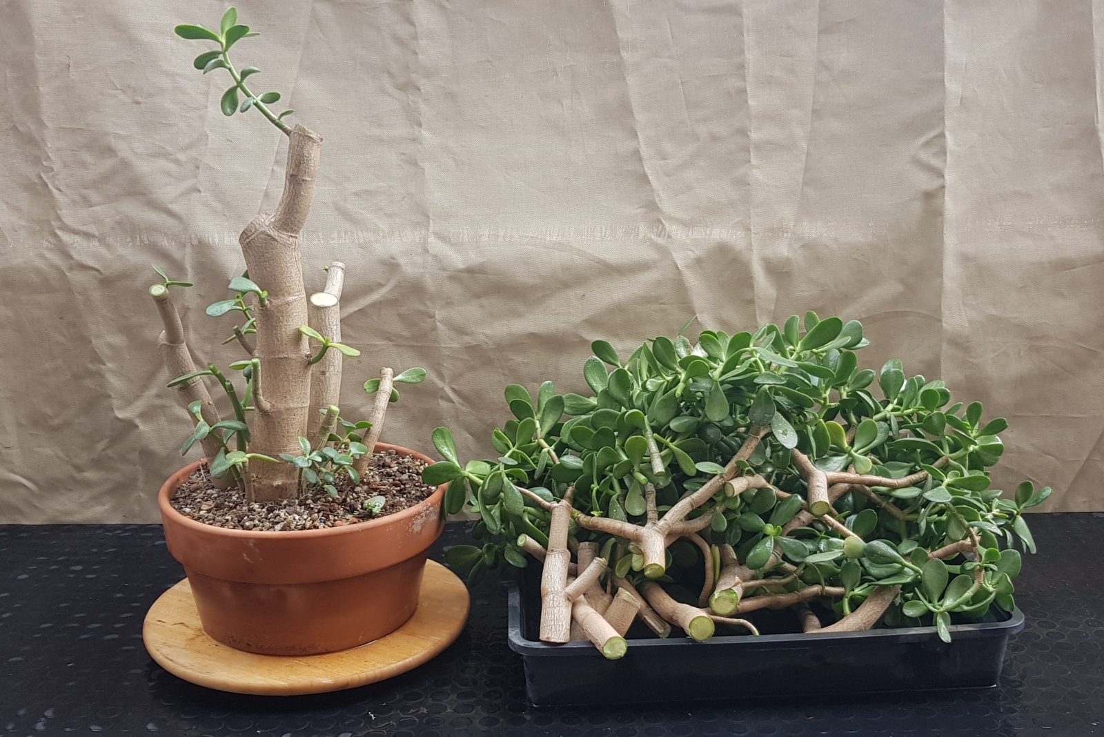 Pseudo bonsai (crassula ovata) 20200318_081149