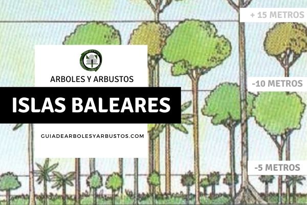 Arboles y arbustos en Baleares, España
