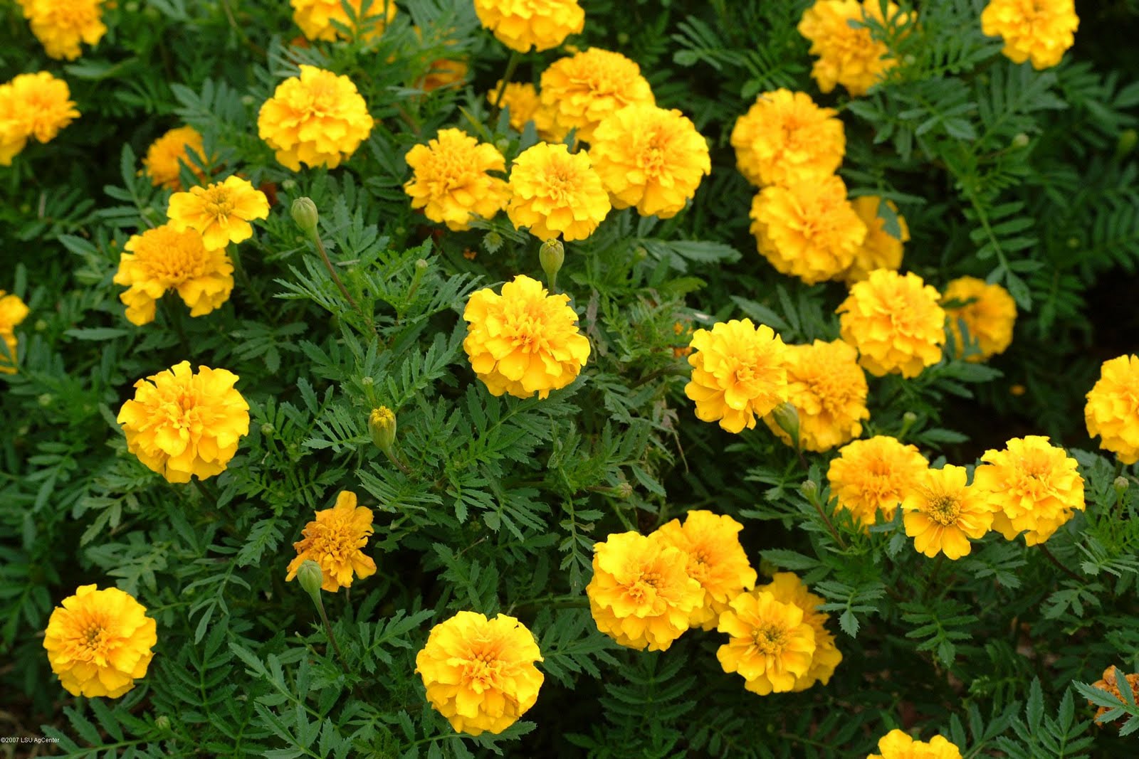 Marigold flower wallpaper| Wallpaper Marigold| Sayapatri flower | Free