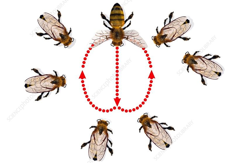 Communication in Bees