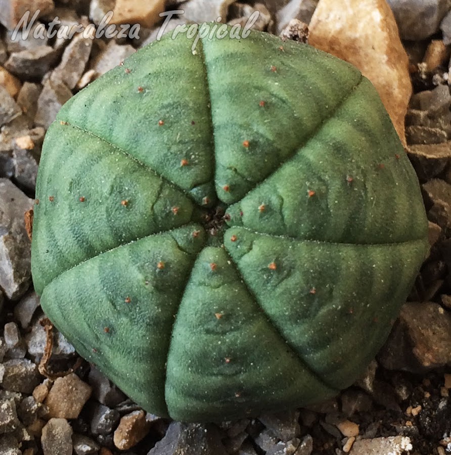 Otra imagen de la planta suculenta Erizo de Mar, Euphorbia obesa