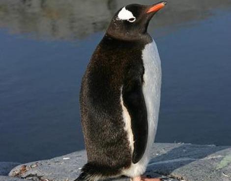 Animals Unique: Gentoo Penguin