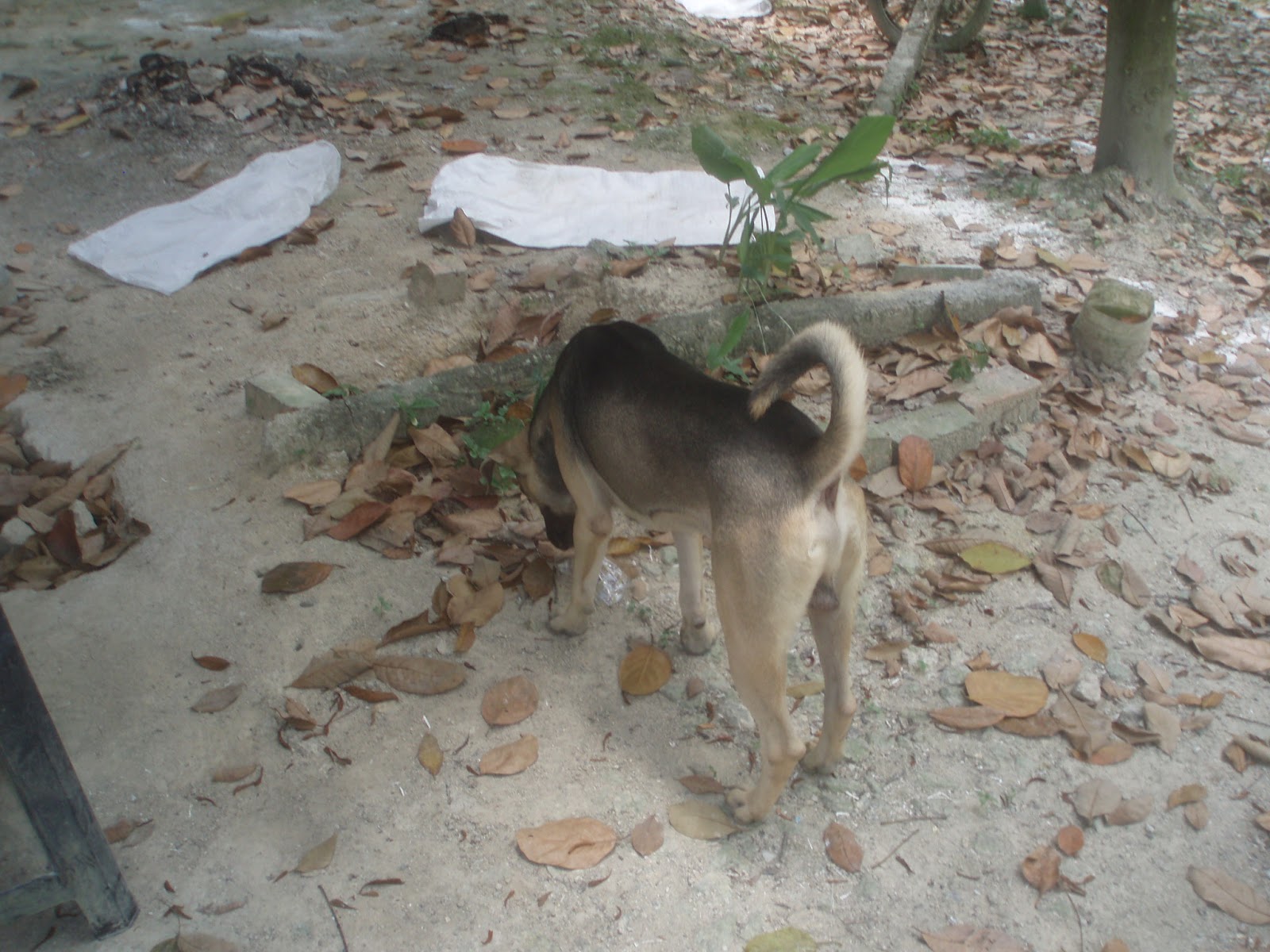 Jackfruit Nangka Kematian Anjing Penjaga Kebun Death Of Watchdog