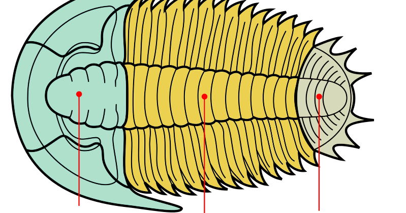Extinct Animal of the Week: General Anatomical Survey of Trilobites