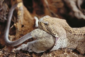 What Do Western Diamondback Rattlesnakes Eat?