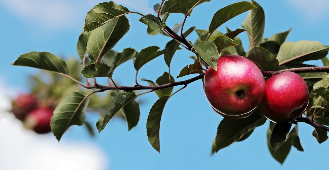 image apple fruit image apple fruit