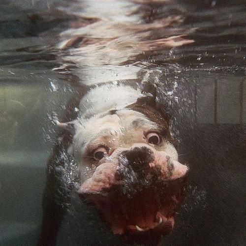 underwater-bulldog.jpg
