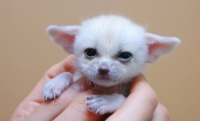 Fennec Fox