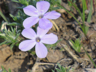 wildflower wednesday