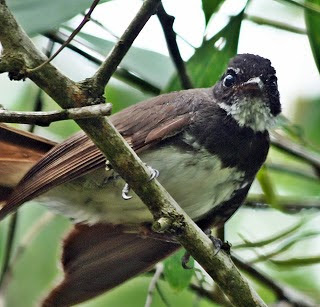 Macam Macam Jenis Burung Pemakan Serangga Dan Ciri Cirinya Saka Doci