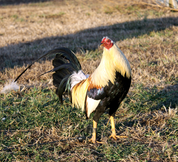 Gallos Finos Entrevista A Lonnie Harper, Criador De Gallos De Pelea