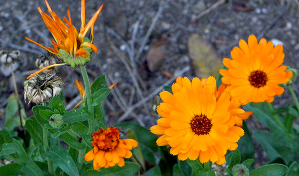 orange calendulas in bud, blossom, and seedpod stages