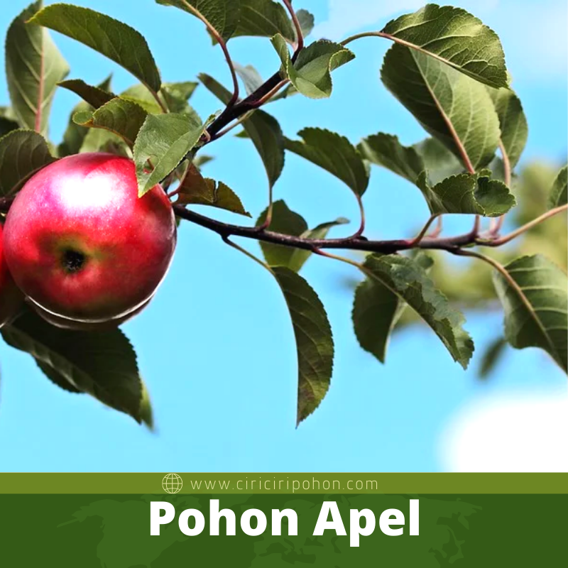 Pohon Apel