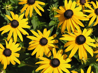 Rudbeckia fulgia 'Goldsturm' Rudbeckia fulgia 'Goldsturm'