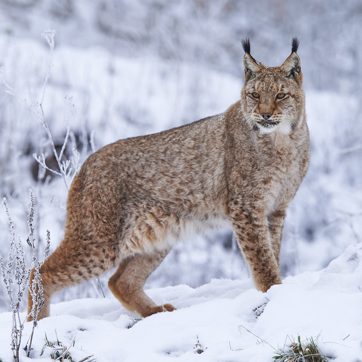 El lince boreal, ¿cuándo retornará a España?