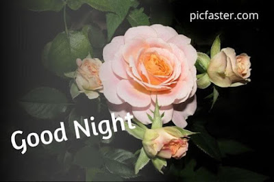 Latest - Good Night Rose Images, Photos For Whatsapp