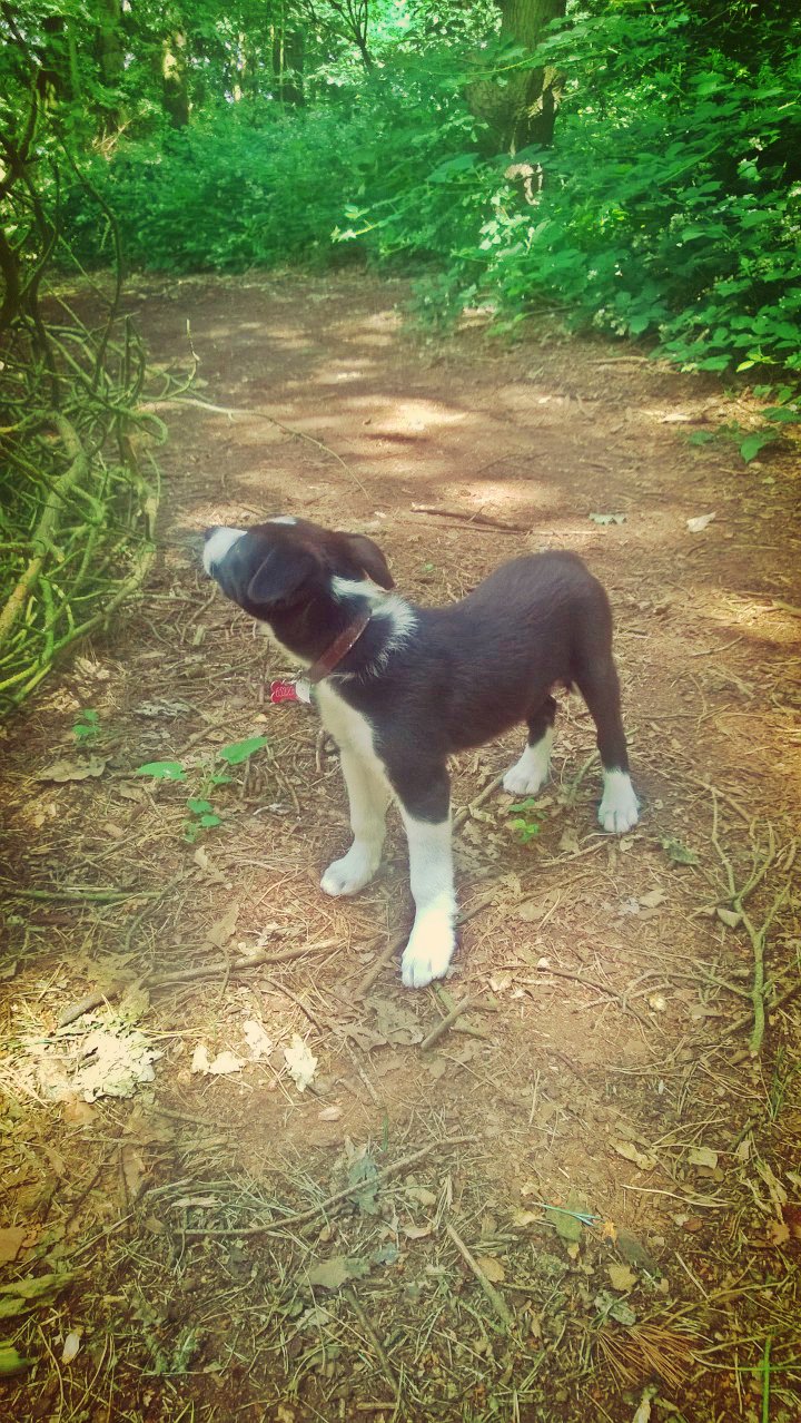Mollie In The Woods: Walkies With Our Border Collie Mollie In The Woods: Walkies With Our Border Collie