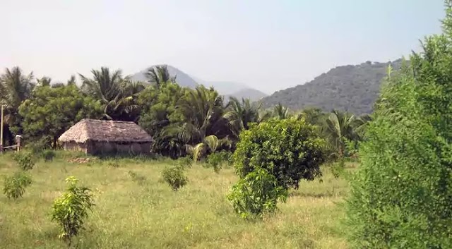 6 Acre Agriculture land For Sale at Palamedu, Madurai, Tamil Nadu
