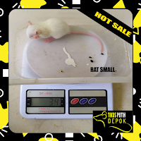 tikus putih rat small bekasi