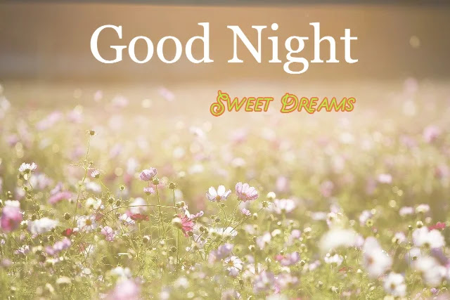 Good Night Flowers HD Images Collection Download Good Night Flowers HD Images Collection Download