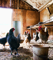 chickens death chicken sudden ammonia smell coop hen care cause disease