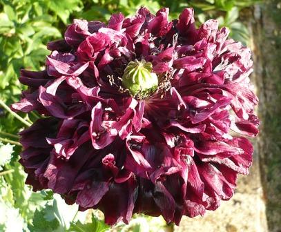 Quand Semer Des Graines De Pavot ? - Fiche Pratique Sur