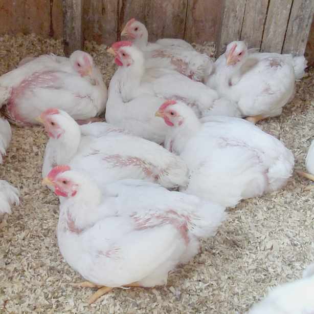 Living in Winter Garden Florida Meat Birds at 5 Weeks