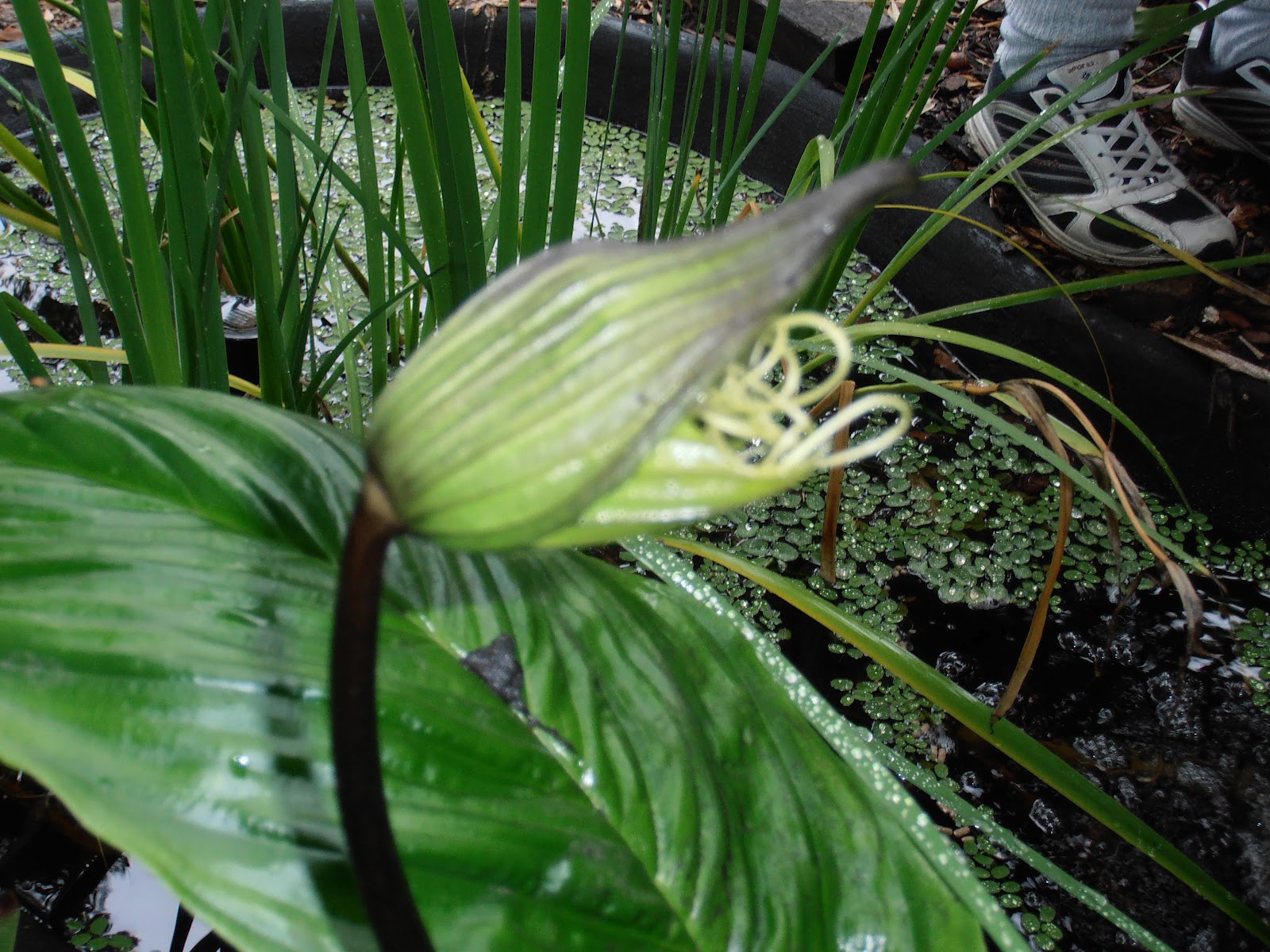 Auchenflower to whereever with Chris Bat Plant in Bloom