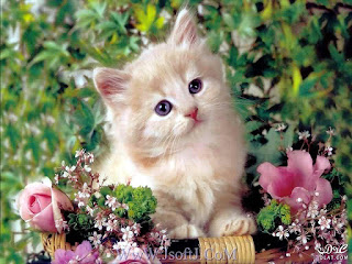 3dlat.com_14003640526