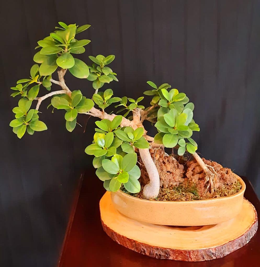 Bodhi Bonsai, Chennai, India