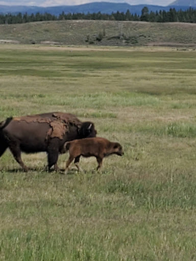 Bumper Crop of Calves