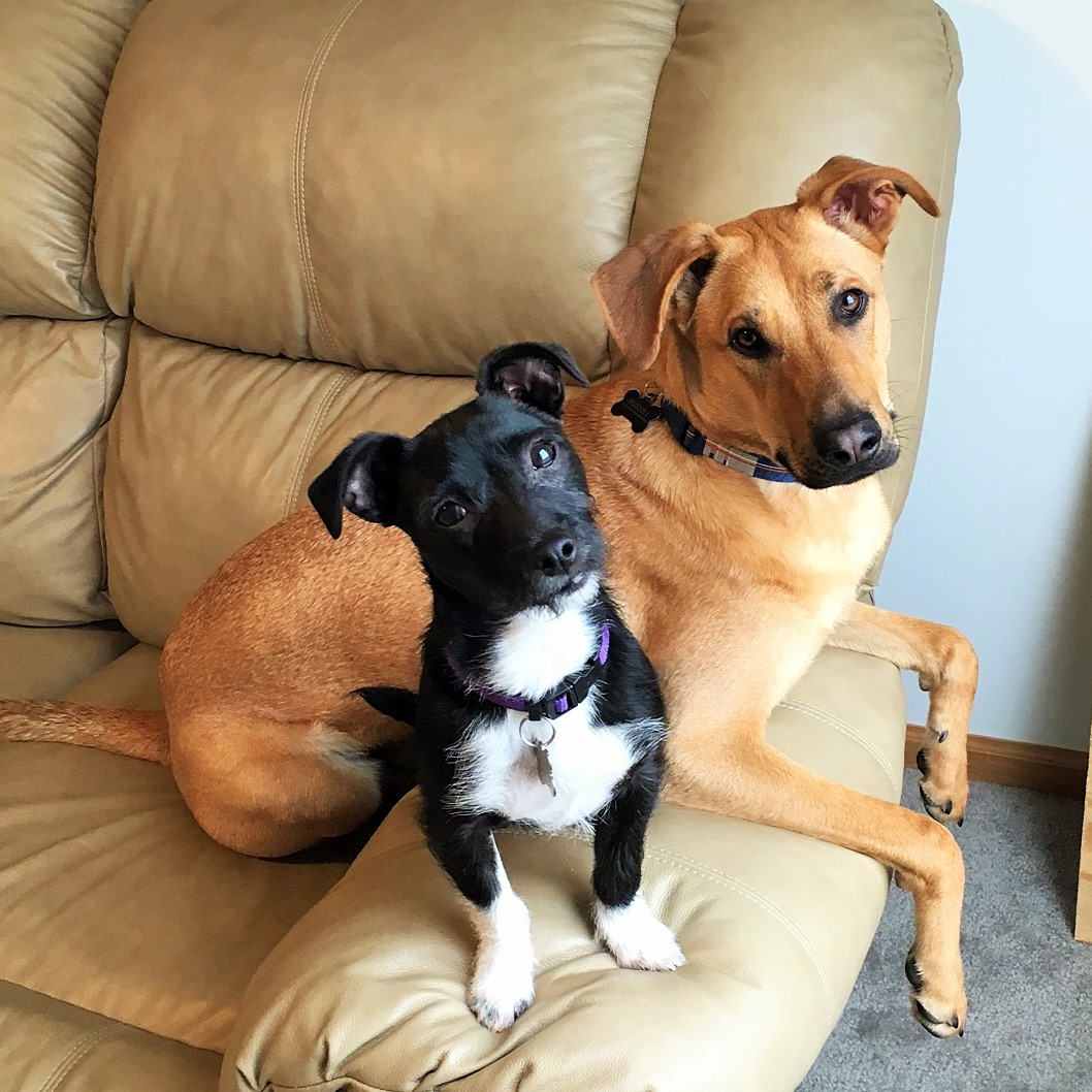 madison foster dog Fajita & Her Big Brother