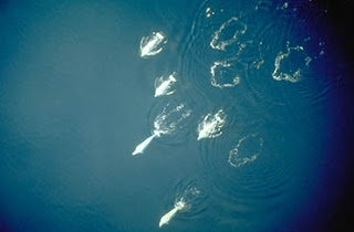 Seyir halindeki bir beyaz balina grubu.