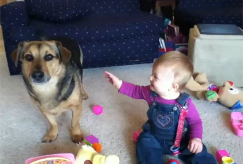 Video : イヌとシャボン玉と赤ちゃん