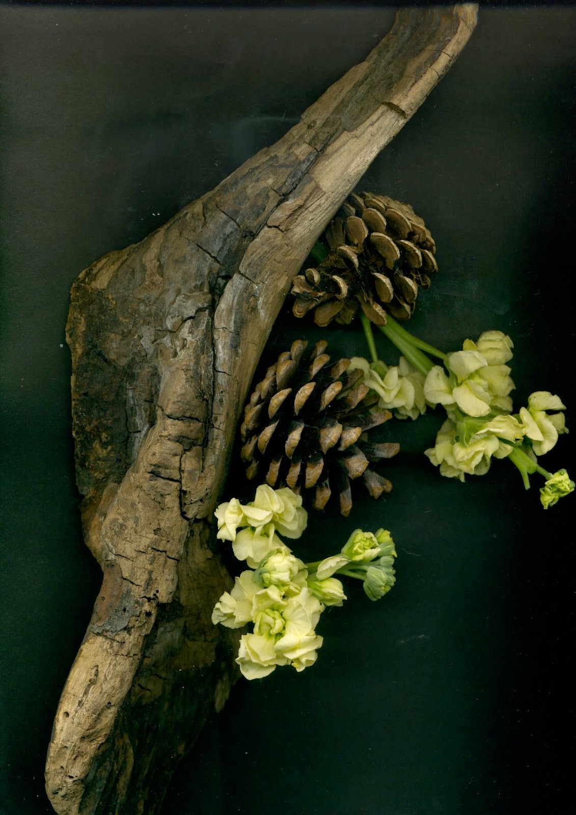 Unit 3 - Ideas and Concepts in Art and Design: Scanography