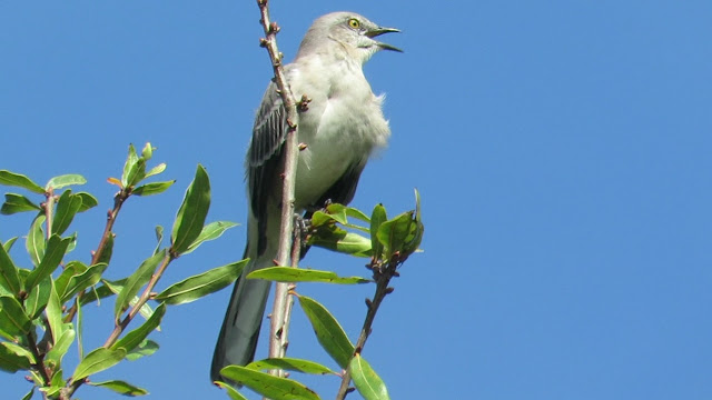 Mockingbird Singing